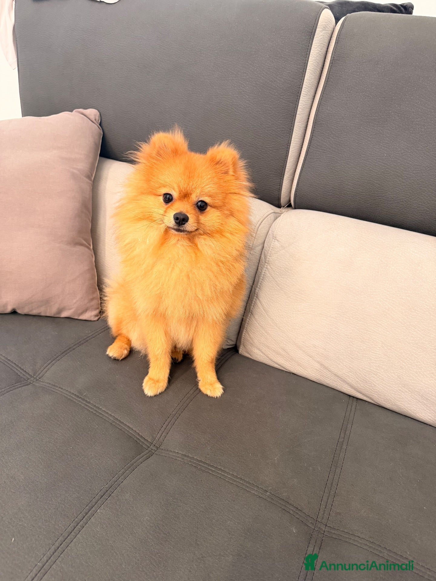 Volpino Pomerania cani Pomerania linea americana  - Annuncio 1