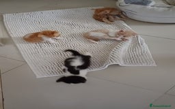 Ragdoll gatti in vendita: Incrocio ragdoll gatti a Città metropolitana di Catania - Immagine 3