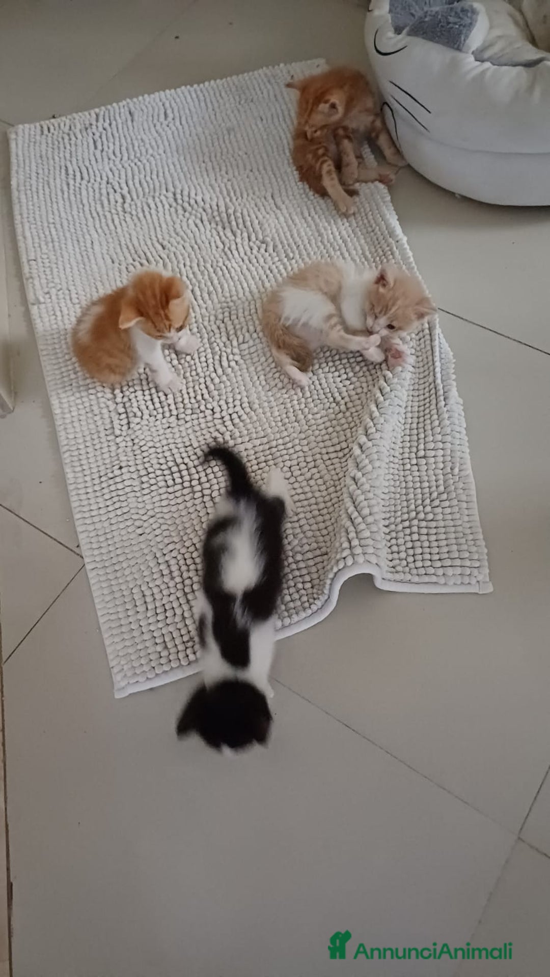 Ragdoll gatti in vendita: Incrocio ragdoll gatti a Città metropolitana di Catania - Immagine 3