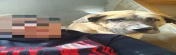 Meticcio cani in regalo: Hulk: gigante buono educato e coccolone  - Annuncio 3
