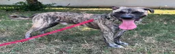 Meticcio cani in regalo: VITO CERCA CASA - Annuncio 3