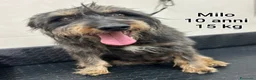 Meticcio cani in regalo: CANI TAGLIA PICCOLA E CONTENUTA  a Provincia di Pistoia - Annuncio 3