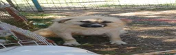 Meticcio cani in regalo: Burka adorabile pastorina - Annuncio 2