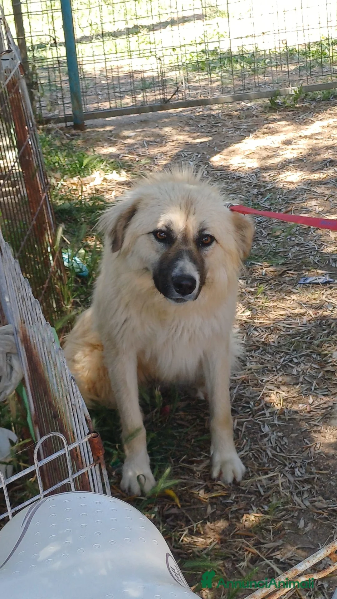 Meticcio cani in regalo: Burka adorabile pastorina - Annuncio 2