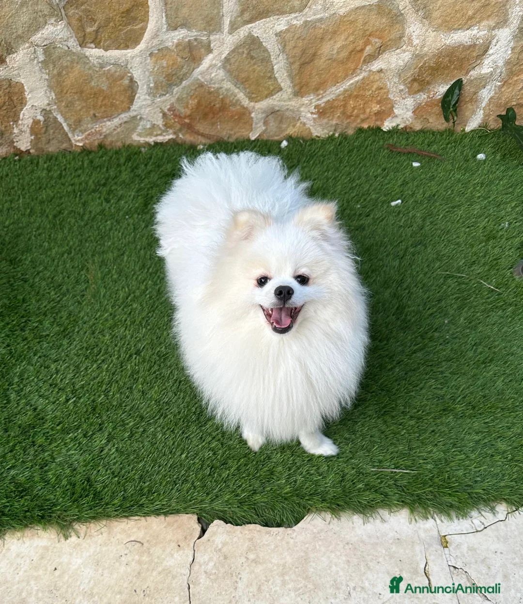 Spitz cani in vendita: Cucciolo di spitz - Annuncio 1