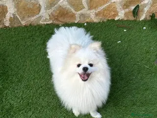 Spitz cani Cucciolo di spitz - Annuncio 1