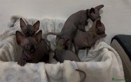 Sphynx gatti in vendita: Sphynx canadian black con pedigree a Provincia di Modena - Immagine 5