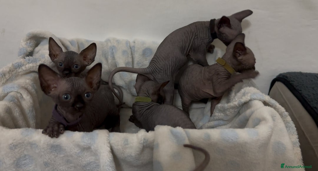 Sphynx gatti in vendita: Sphynx canadian black con pedigree a Provincia di Modena - Immagine 5