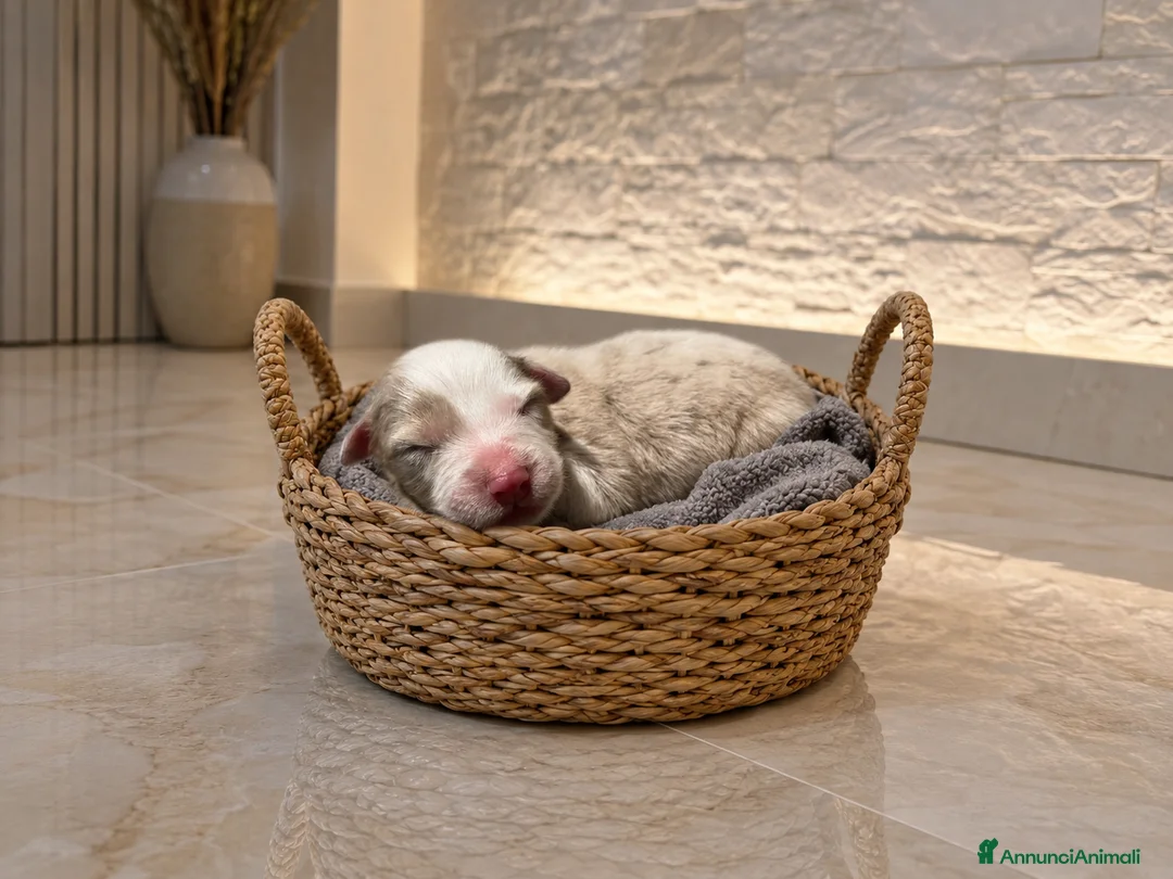 Australian Shepherd cani in vendita: Cucciolata australian shepherd  a Città Metropolitana di Firenze - Annuncio 2