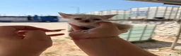 Meticcio gatti in regalo: Gattini cercano casa per la vita - Annuncio 3
