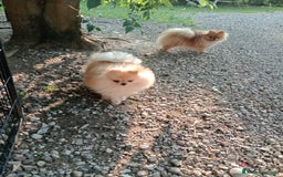 Spitz cani in vendita: Spitz pomerania  a Provincia di Mantova - Immagine 3