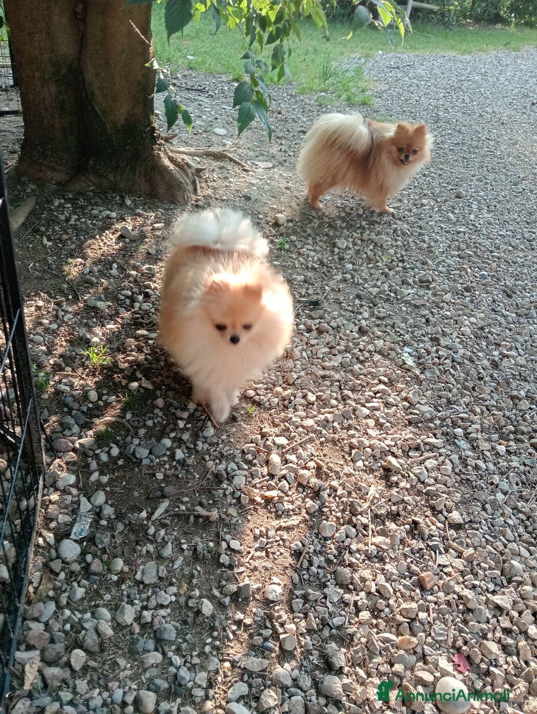 Spitz cani in vendita: Spitz pomerania  a Provincia di Mantova - Immagine 3