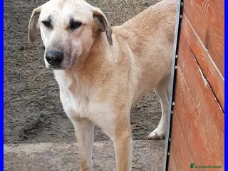 Meticcio cani dolce ISABELLA dagli occhi tristi - Annuncio 19