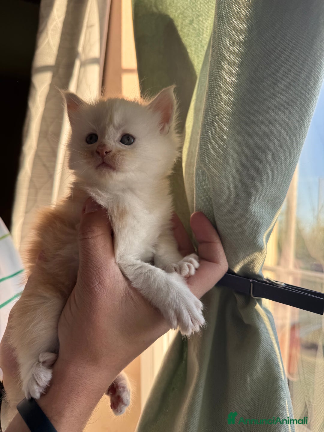 Maine Coon gatti in vendita: Cucciolo Maine Coon- pedigree AFSI - Annuncio 2