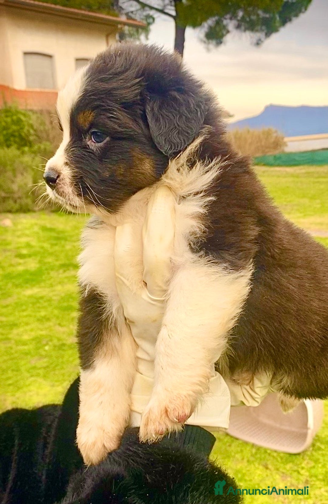 Australian Shepherd cani in vendita: Australian Shepherd pastore australiano cuccioli - Annuncio 7