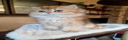 British gatti in vendita: British longhair Golden Maschio  - Annuncio 3