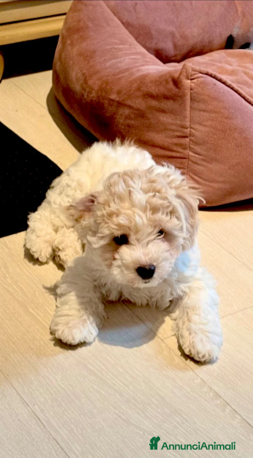 Meticcio cani in vendita: Maltipoo - Annuncio 2