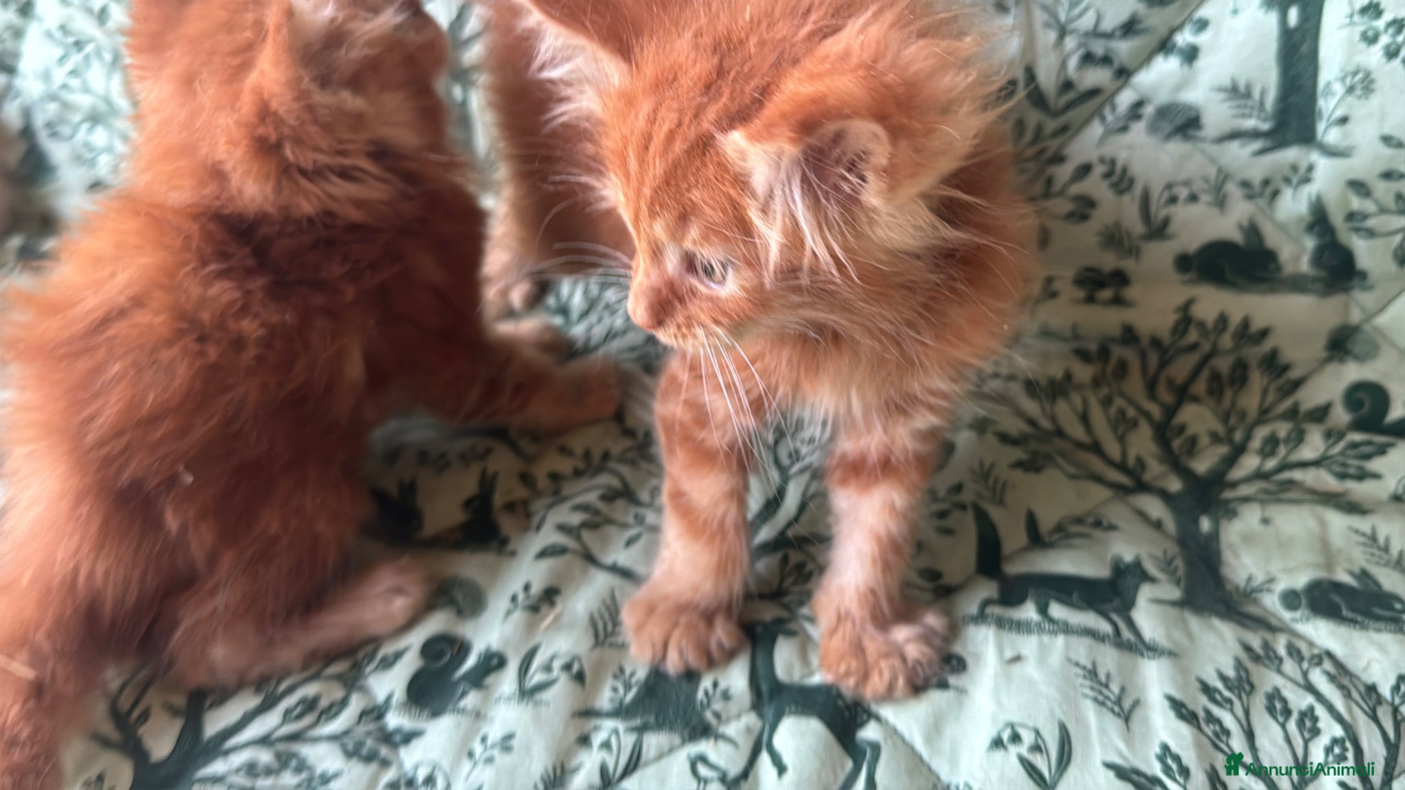 Maine Coon gatti in vendita: Cuccioli di maine coon rossi  - Annuncio 5