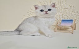 British gatti in vendita: Cuccioli British Shorthair a Villafranca di Verona - Immagine 2