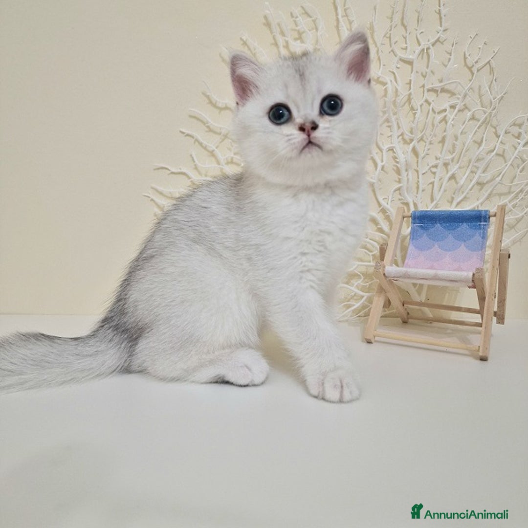 British gatti in vendita: Cuccioli British Shorthair a Villafranca di Verona - Immagine 2