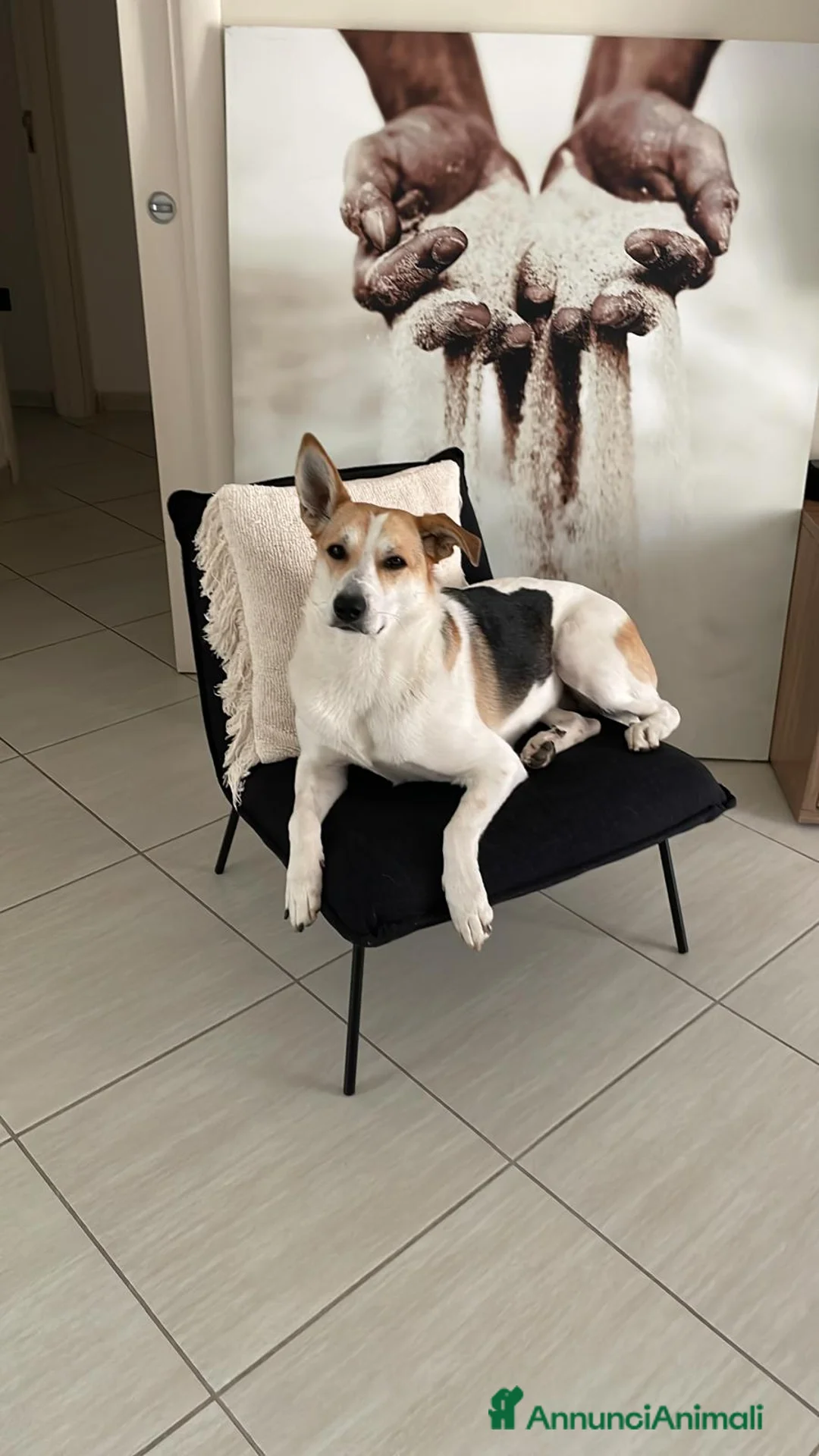 Meticcio cani in regalo: India cerca nuova famiglia  - Annuncio 3