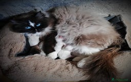 Ragdoll gatti in vendita: Cucciola Ragdoll con pedigree  a Città metropolitana di Roma Capitale - Immagine 4