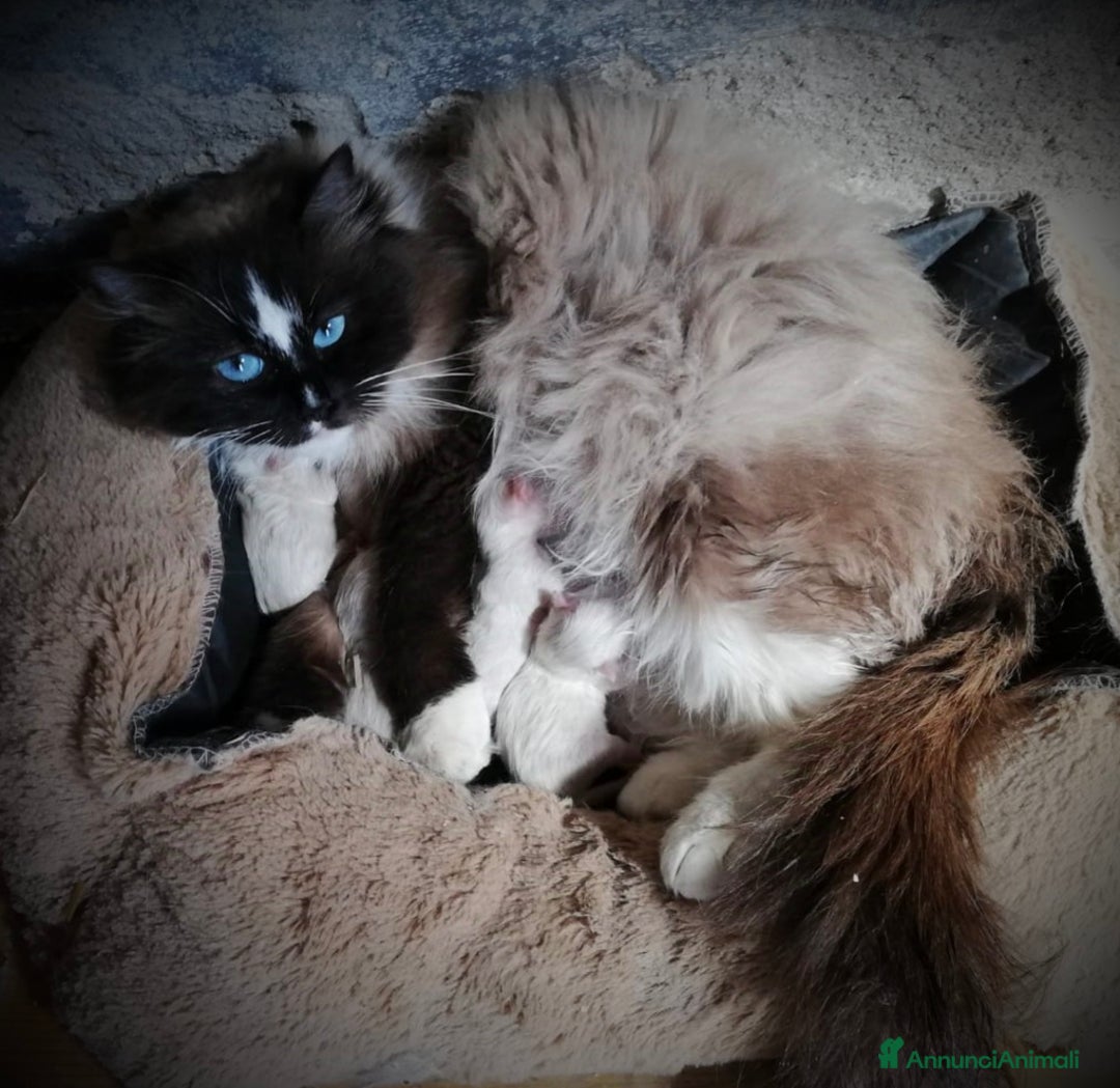Ragdoll gatti in vendita: Cucciola Ragdoll con pedigree  a Città metropolitana di Roma Capitale - Immagine 4
