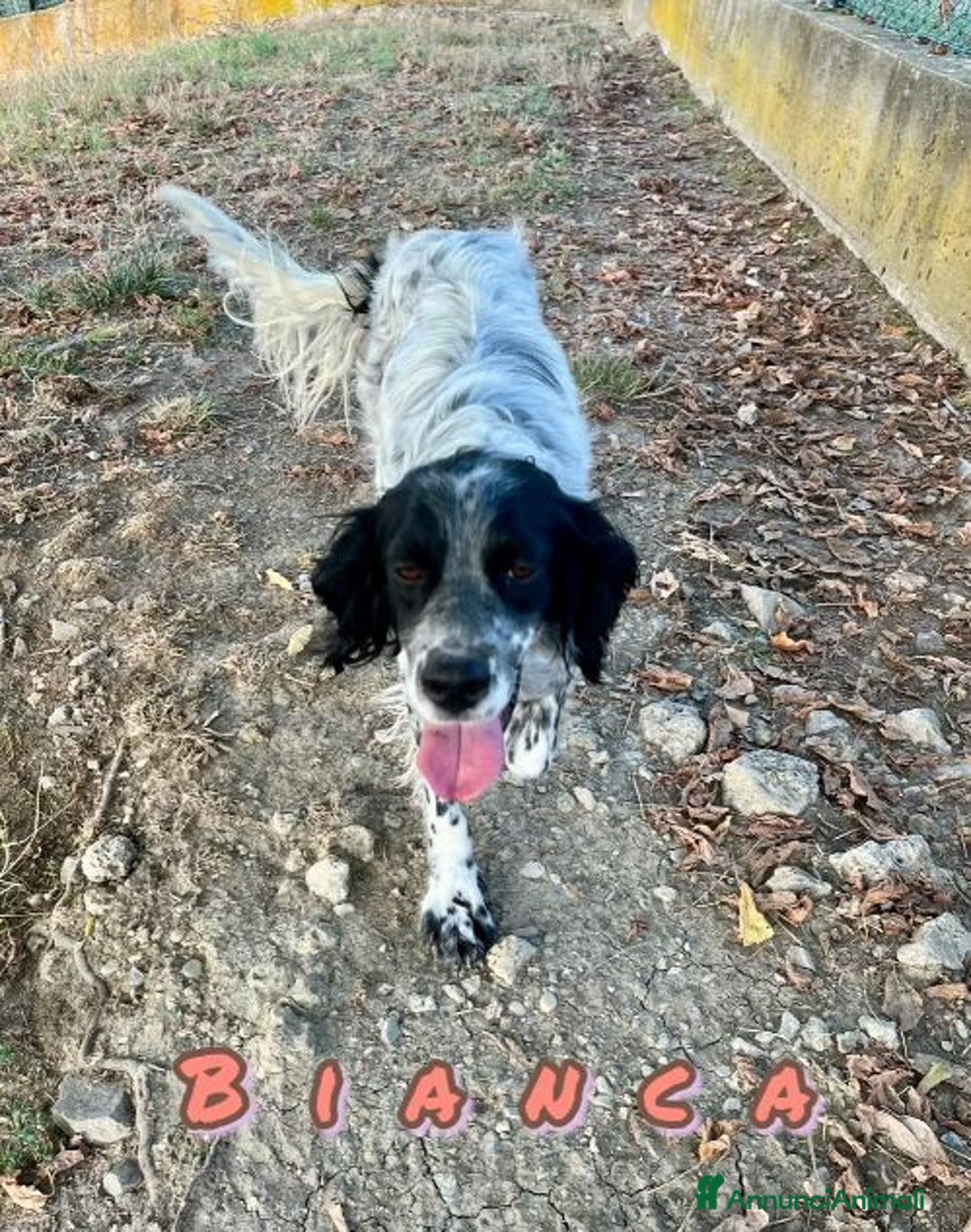 Setter Inglese cani in regalo: BIANCA dolcissima setterina - Annuncio 1