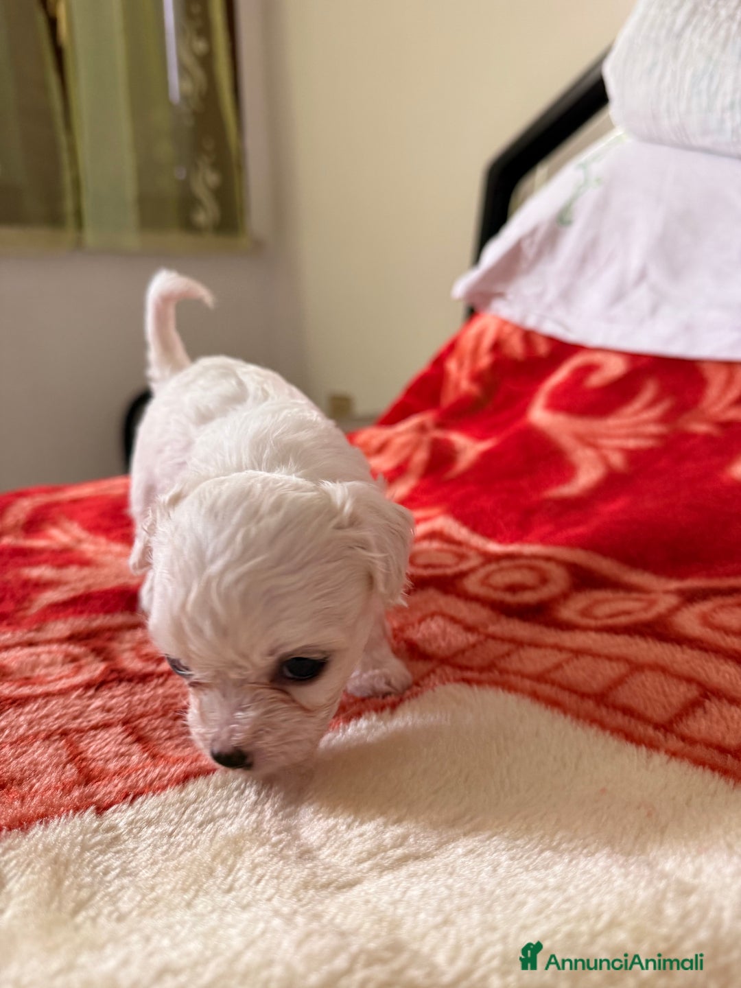 Bichon cani in vendita: Cuccioli di Bichon Maltese  - Annuncio 6