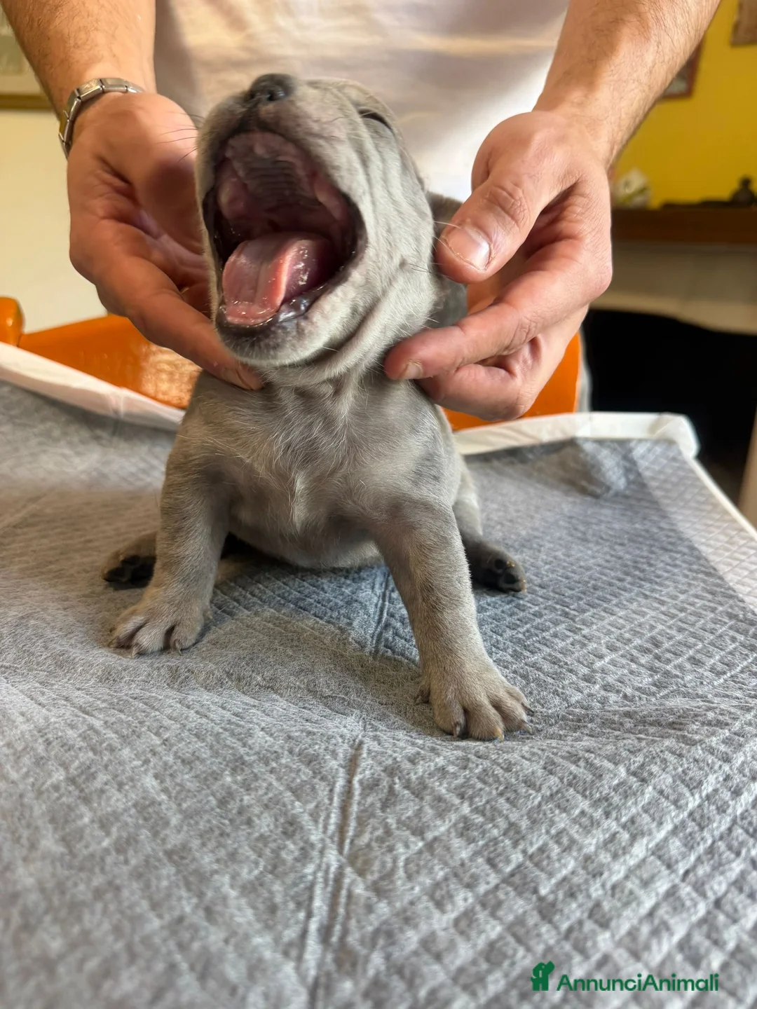 Bulldog Francese cani in vendita: bulldog francese  - Annuncio 40