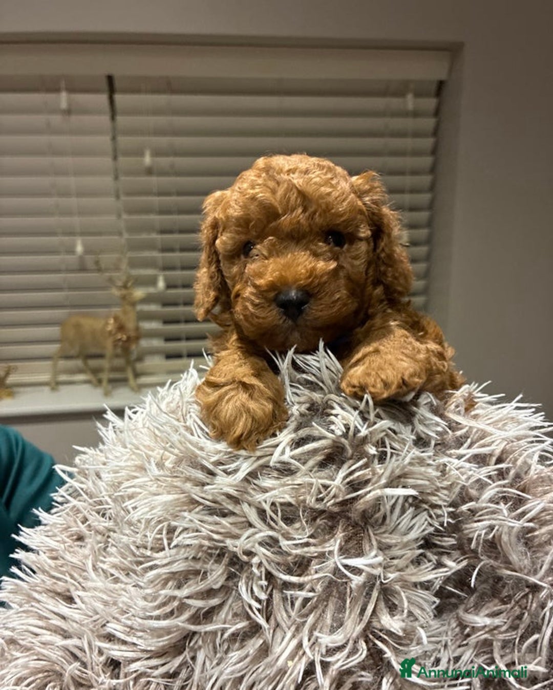 Barboncino Toy cani in vendita: Adorabili cuccioli di Barboncino Toy - Annuncio 2