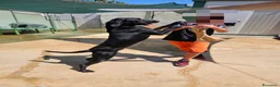 Meticcio cani in regalo: Massy: cucciolone incrocio bracco dolcissimo  - Annuncio 10