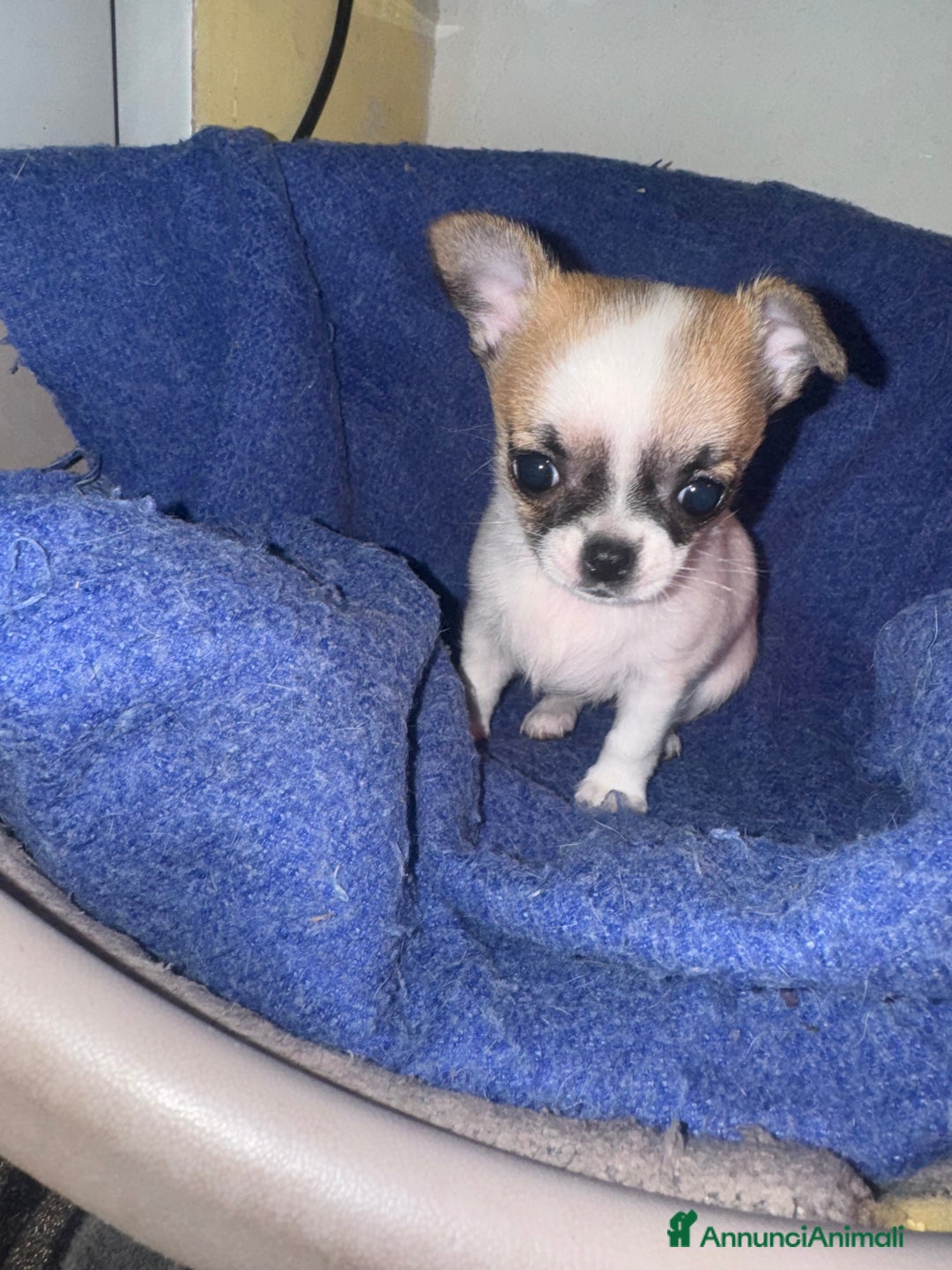 Chihuahua cani in vendita: Chihuahua - Annuncio 5