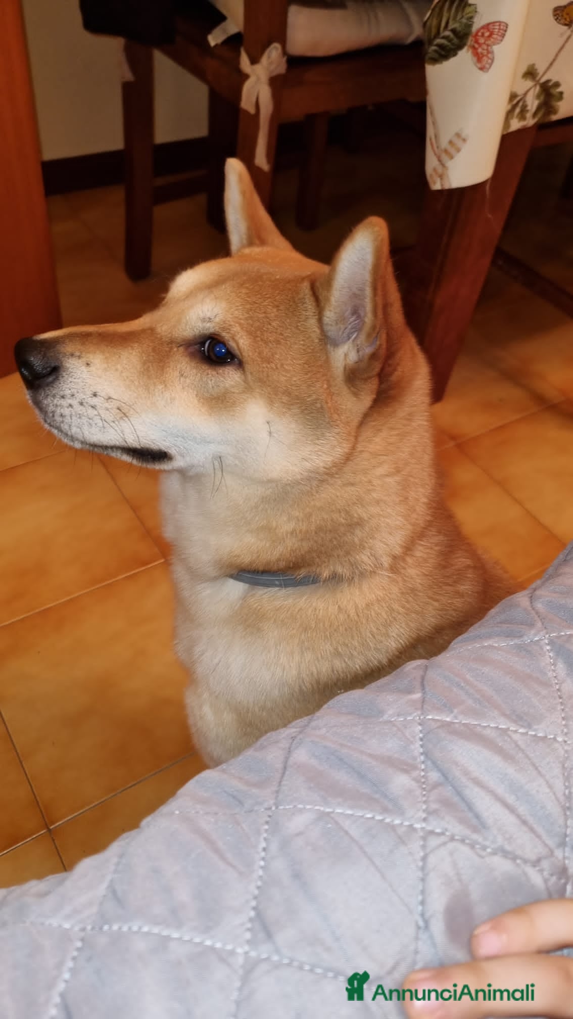 Shiba Inu cani Kiko 6 anni cerca famiglia  - Annuncio 1