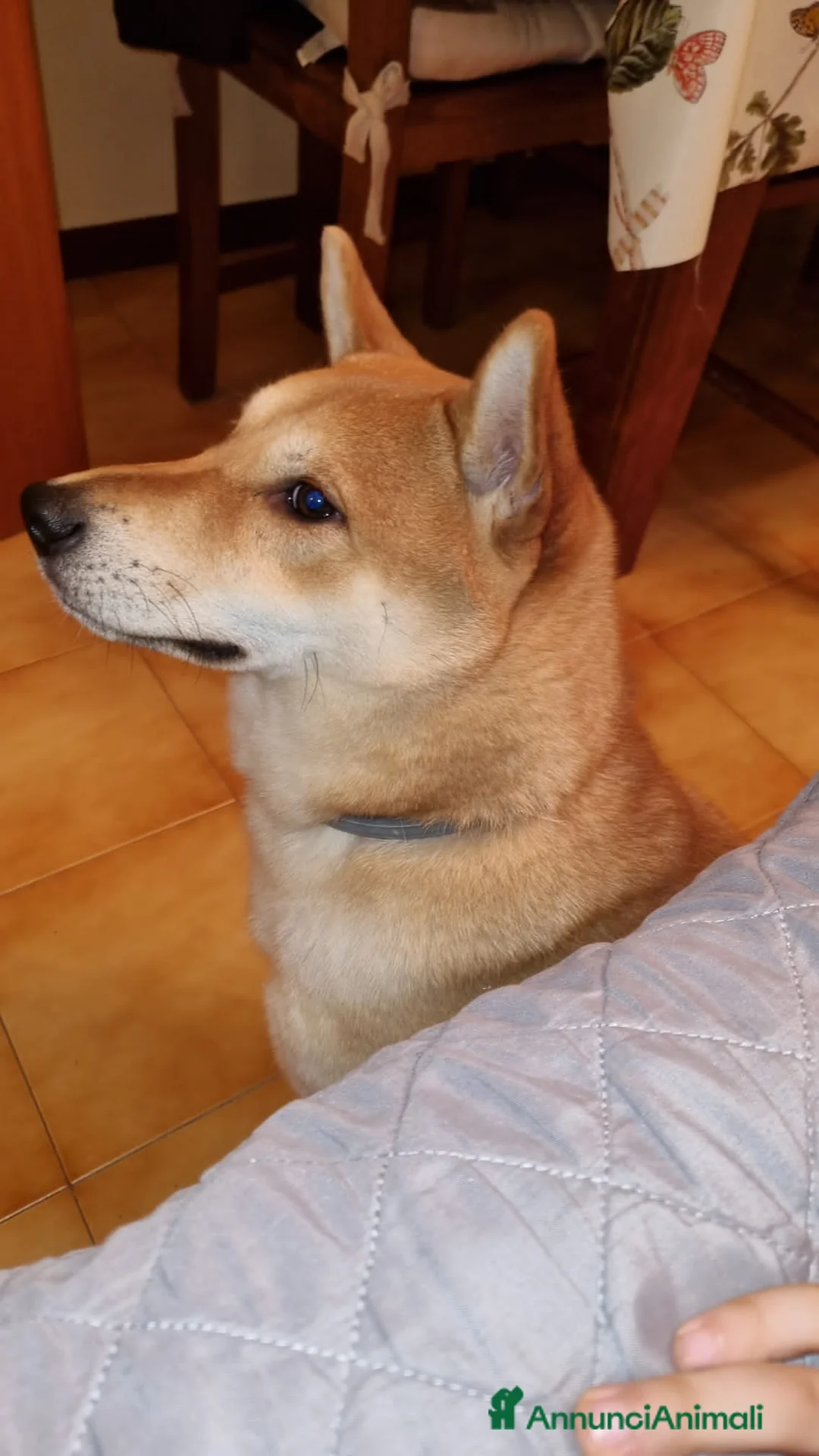 Shiba Inu cani in regalo: Kiko 6 anni cerca famiglia  a Provincia di Ferrara - Annuncio 1
