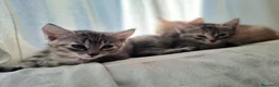 Europeo gatti in regalo: Splendidi gattini cercano casa - Annuncio 10