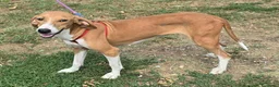 Segugio cani in regalo: Cassandra 1 anno segugia - Annuncio 4