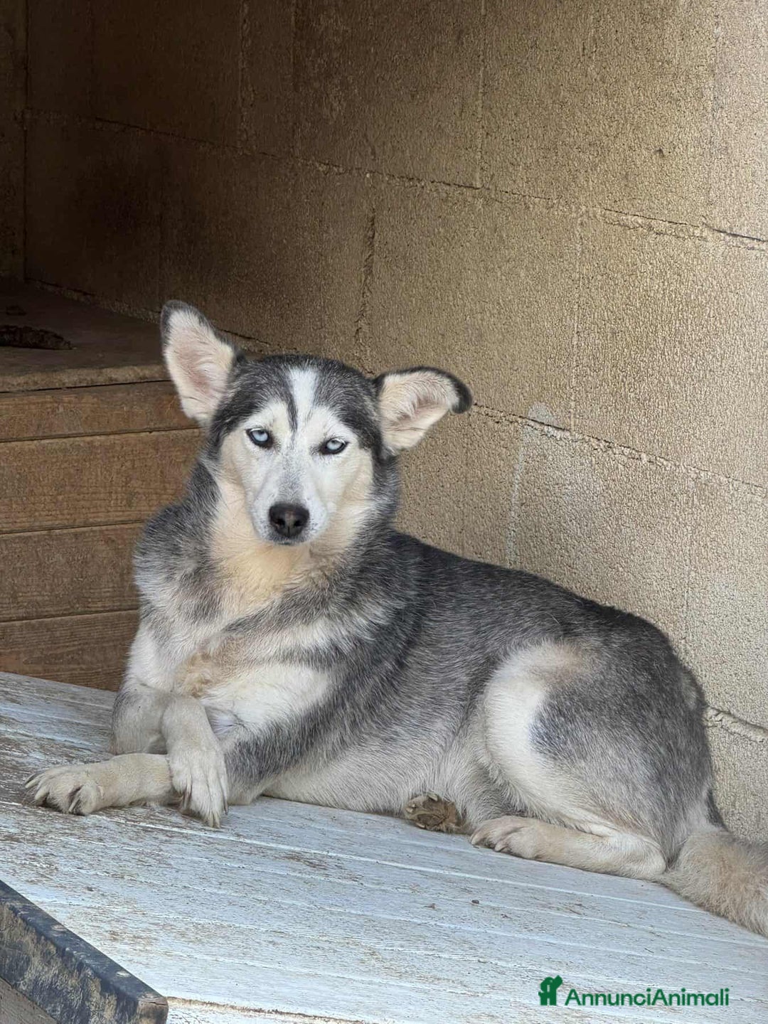 Husky cani in regalo: BLUE, bellissima mix HUSKY impaurita! - Annuncio 4