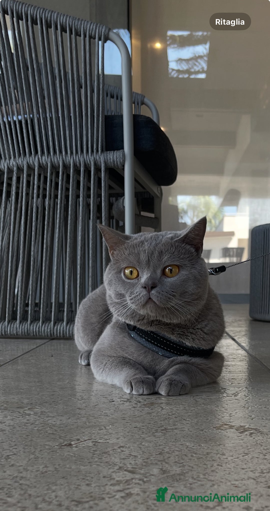 British gatti per accoppiamento: British short hair a Città Metropolitana di Torino - Annuncio 3