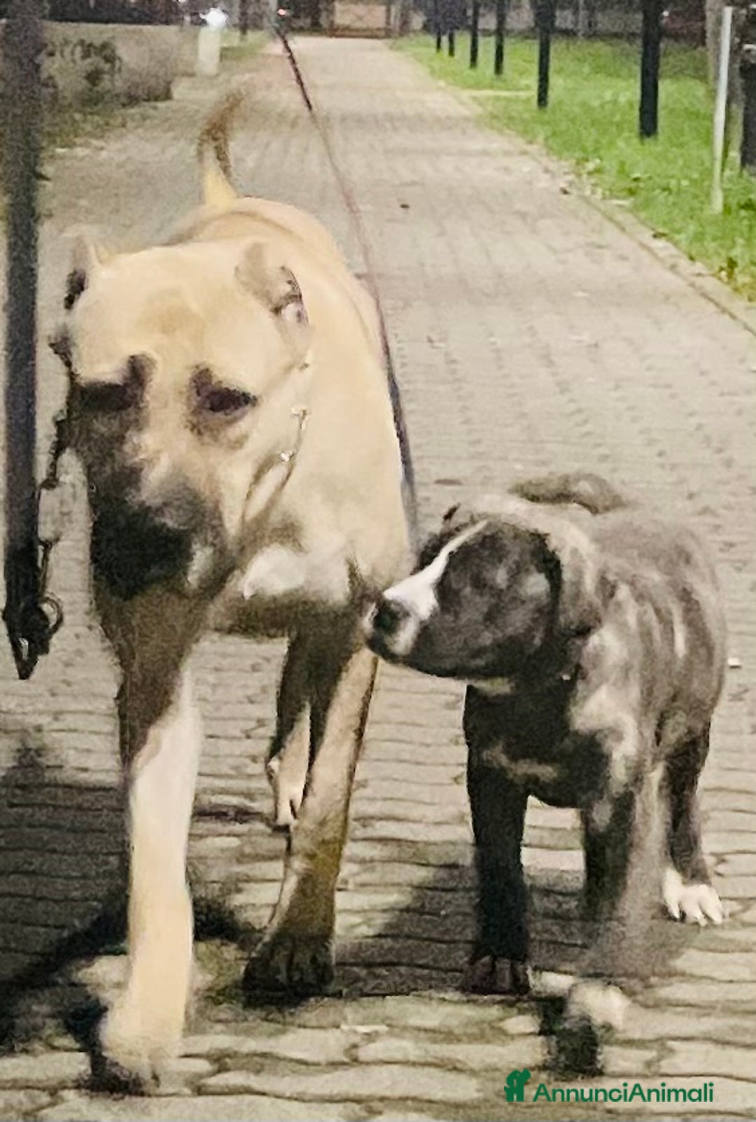 Cane Corso cani in vendita: Cuccioli di Cane Corso D Élite  - Annuncio 4