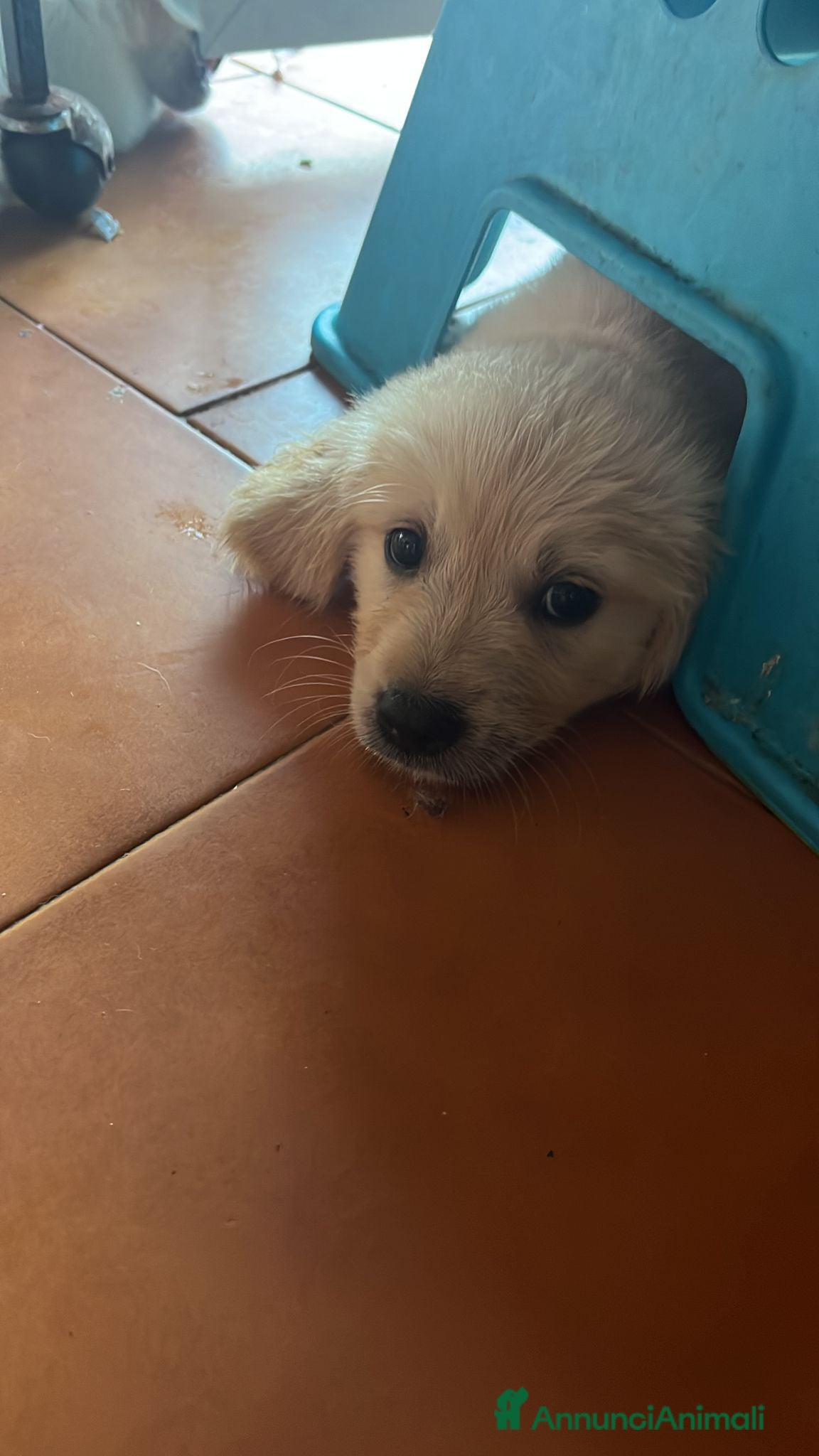 Golden Retriever cani Golden Retriever - Annuncio 11