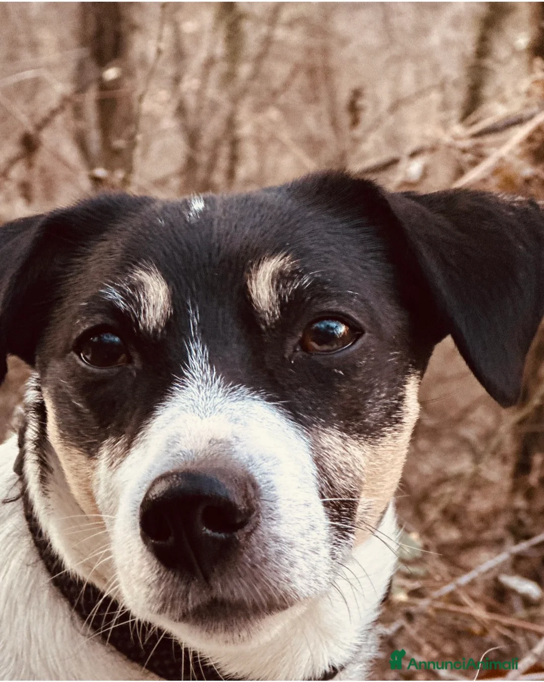 Jack Russell cani in vendita: Cuccioli di jack Russell terrier  - Annuncio 5