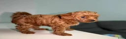 Maltipoo cani in vendita: Cuccioli di Maltipoo F1B a Città metropolitana di Milano - Annuncio 5