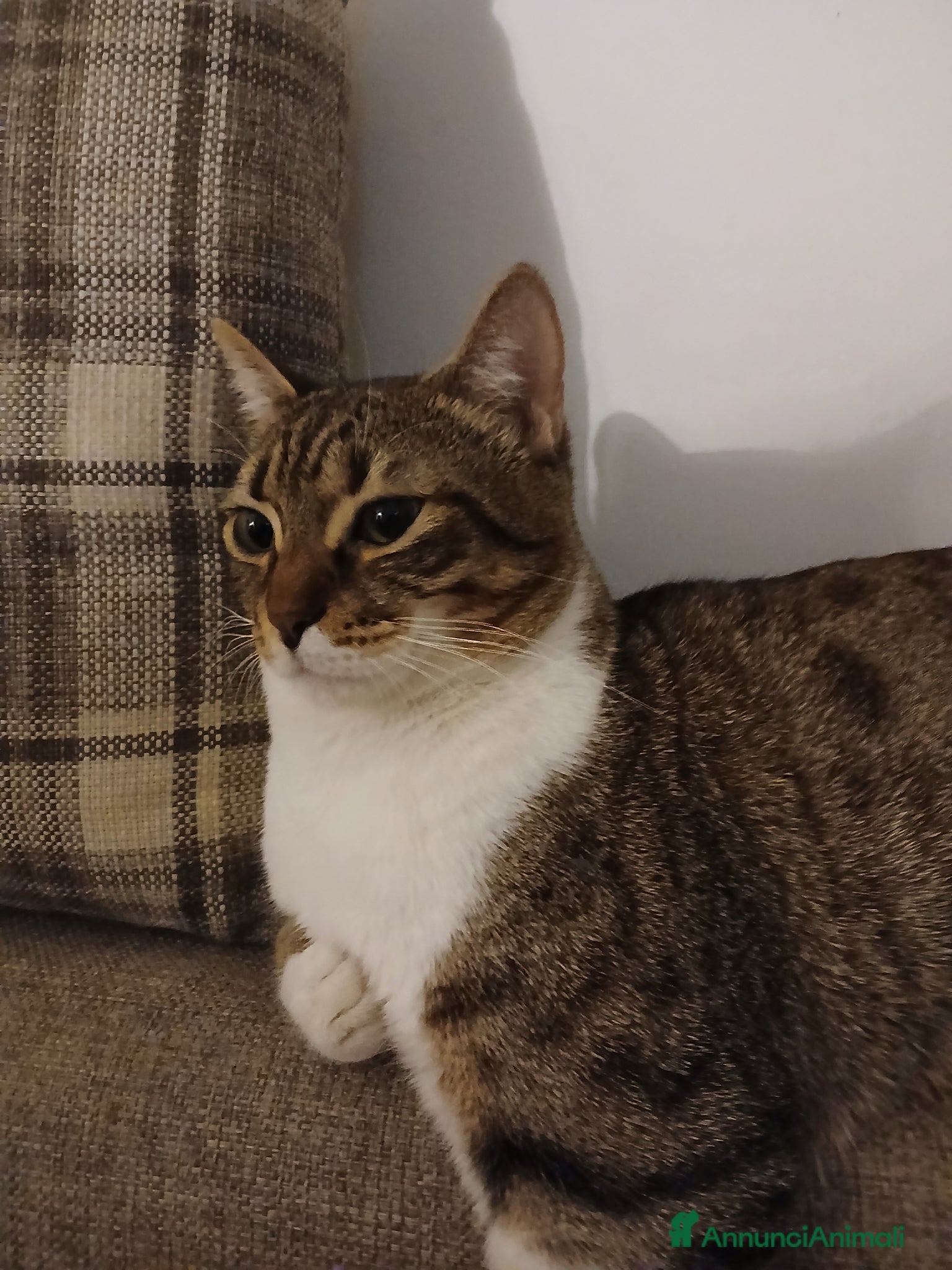 Europeo gatti in regalo: Gatto europeo  a Provincia di Foggia - Annuncio 2