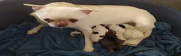 Chihuahua cani in vendita: Chihuahua cuccioli vari colori  - Annuncio 1