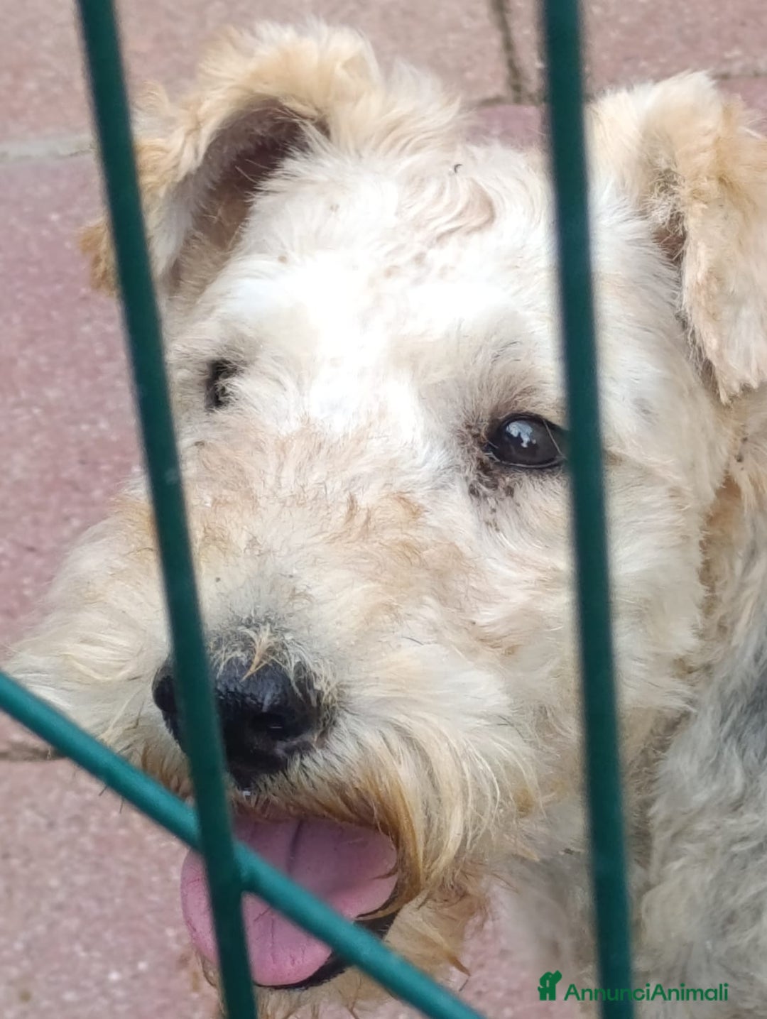 Lakeland Terrier cani in vendita: Lakeland terrier adulti a Province of Pavia - Annuncio 6