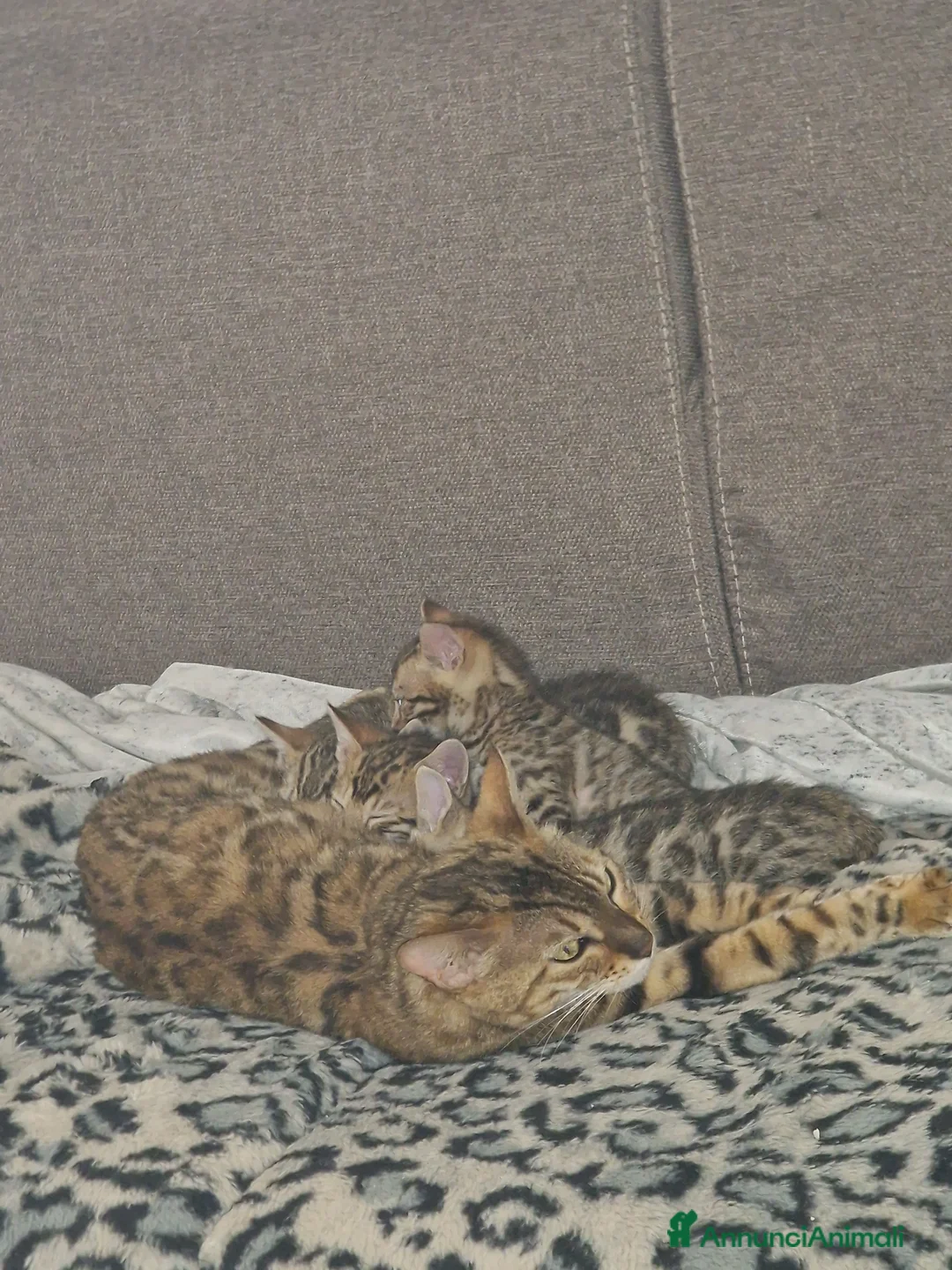 Bengala gatti in vendita: Gatto del bengala  - Annuncio 8