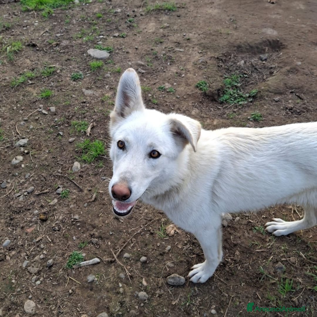 Meticcio cani LUNA 🩷 -cucciola, simbolo di speranza e rinascita - Annuncio 2