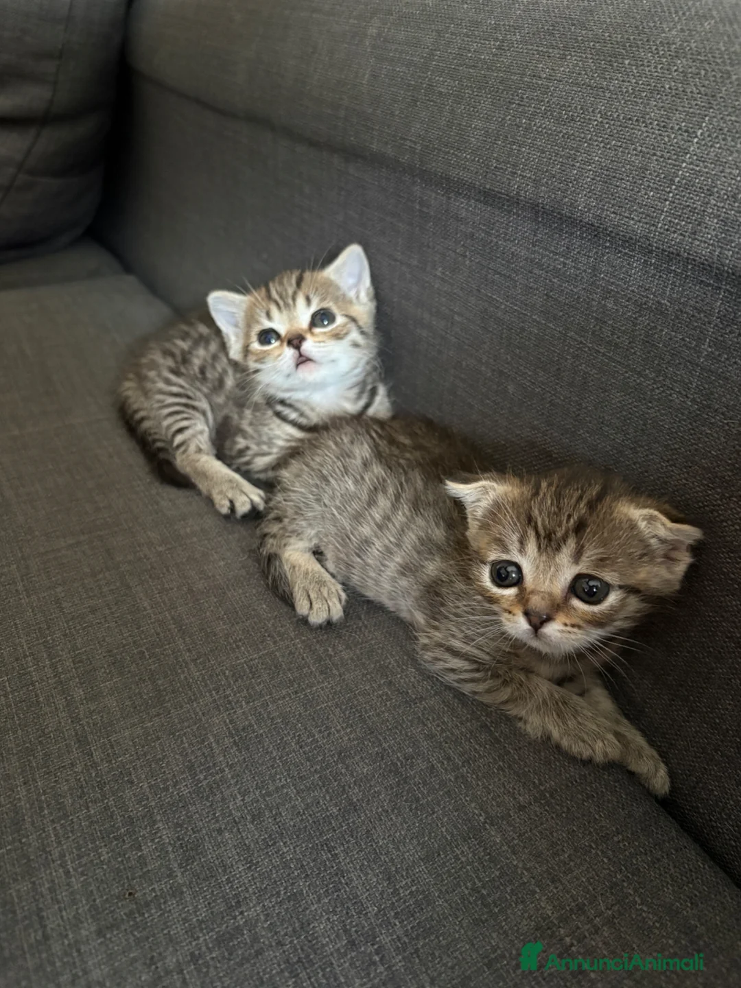 Scottish gatti in vendita: Scottish fold e straight  - Annuncio 6