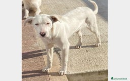 Labrador cani in regalo:  Clara, splendida labradorina in adozione a Latina - Immagine 3